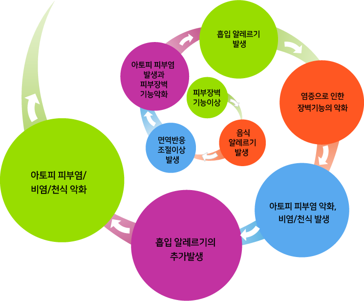 피부장벽 기능이상->음식 알레르기 발생->면역반응 조절이상 발생-> 아토피 피부염 발생과 피부장벽 기능악화-> 흡입 알레르기 발생->염증으로 인한 장벽기능의 악화->아토피 피부염 악화, 비염/천식 발생->흡입 알레르기의 추가 발생->아토피 피부염/비염/천식 악화